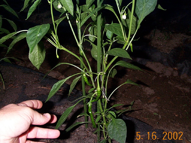 DCP00803