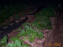 DCP00801