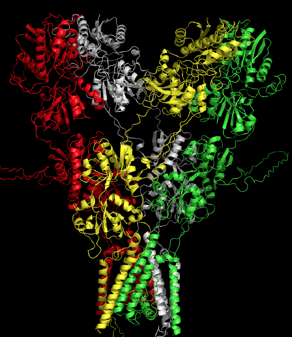 NMDA Receptor