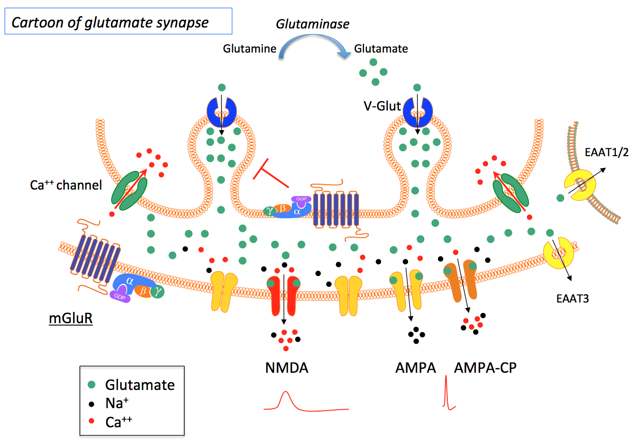 The Glutamatergic Synapse